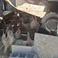 مرغ و خروس ۲۰ عدد