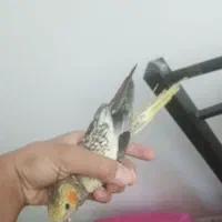 جوجه عروس هلندی