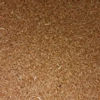 2تن گندم محلی کشت و برداشت امسال