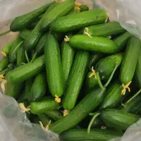 خیار اصلاحی صادرات