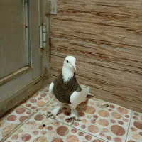 نروماده طوقی معاوضه