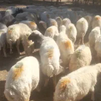 میش داشتی