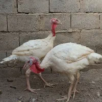 بوقلمون