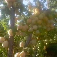 آلو قطره طلا  تازه خوری و لواشکی