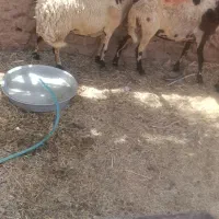 میش