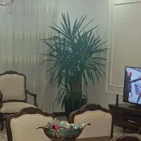 گل یوکا|گل و گیاه طبیعی|مشهد, امیریه|دیوار