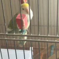 دو جفت طوطی برزیلی نر وماده