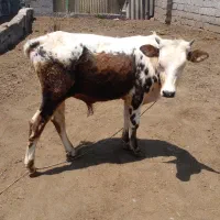 گوساله نرخوشکل