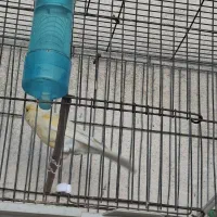 قناری نر فروش معاوضه