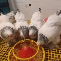 جوجه برهما لایت اصل