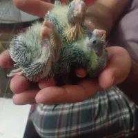 جوجه عروس 20 روزه