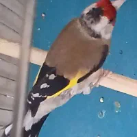سهره جفت خورده کار داده