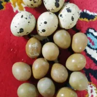 تخم بلدرچین معمولی و مینیاتوری