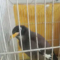 مرغ مینا افغان