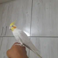 عروس هلندی سخنگو