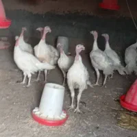 بوقلمون گوشتی بیوتی