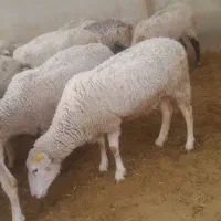 فروش ویژه گوسفند زنده نژاد رومن