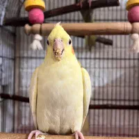 عروس نرماده جفت