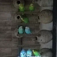 مرغ عشق بالغ با تخم و بعضی ها با جوجه