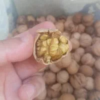 فروش گردو باکیفیت