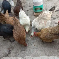 مرغ فروشی ۹ عدد دونه ایی ۱ تمن