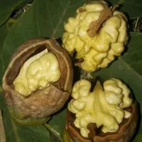 گردو درجه یک