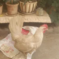 خروس