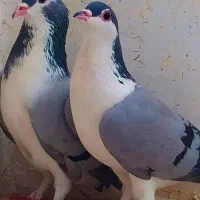 کفتر.وازبریده دمگیر بدرنگ کبوتر