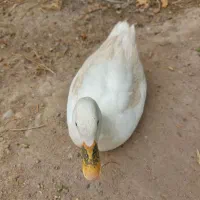 اردک جوان