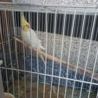 عروس هلندی یک ساله نر سرحال سالم