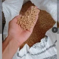فروش گندم نو