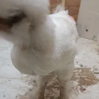 جوجه سلطان