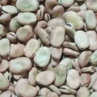 باقله درجه یک ۱۶۰تمن