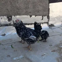مرغ گلین سوزنی
