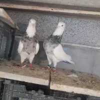 پرنده