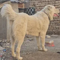 آلابای با اصالت روس جهت کشش