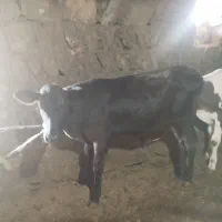 گوساله ماده توضیحات خوانده بشه