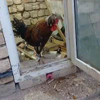 خروس