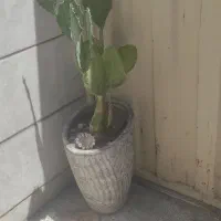 گل بزرگ
