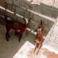 کهره آبستن مخصوص داشت