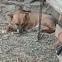 پاکوتاه