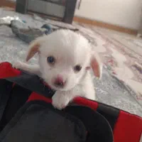 واگذاری سگ پامر اشپیتز بدون پوزه