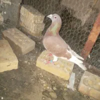 کفتر