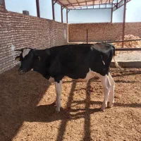 گوساله نر