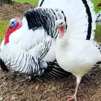 جوجه بوقلمون توضیحات را لطفا بخونید