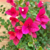 گل کاغذی.بونسای.کاکتوس.ساکولنت|گل و گیاه طبیعی|تهران, شهرک کیانشهر|دیوار