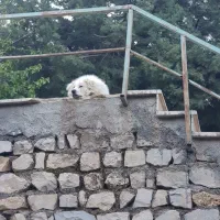 سیم کارت رند ایرانسل