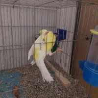 قناری سوپر بلند معامله با جفت رسمی رنگ روشن