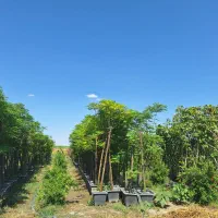 باغبان شبانه روزی