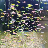 زبرا باله بلند (هیبرید) در همه رنگ